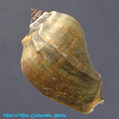 Melongena melongena (L., 1758) - Imagem 2