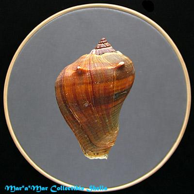 Melongena melongena (L., 1758) - Imagem 2
