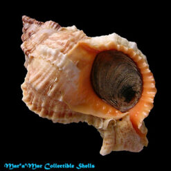 Phyllonotus globosus (Emmons, 1858)