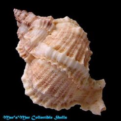 Phyllonotus globosus (Emmons, 1858) - Imagem 2