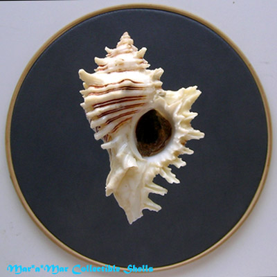 Chicoreus brevifrons (Lamarck, 1822)