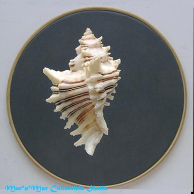 Chicoreus brevifrons (Lamarck, 1822) - Image 2