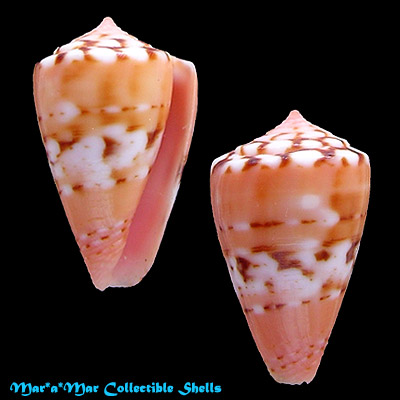Conus mauricioi Coltro, 2004
