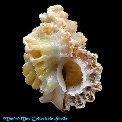 Favartia coltrorum Houart, 2005