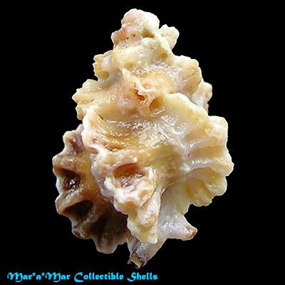 Favartia coltrorum Houart, 2005 - Image 2