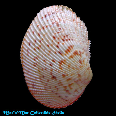 Papyridea soleniformis (Bruguiere, 1789)
