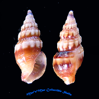 Vexillum sykesi (Melvill, 1925)