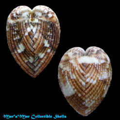 Americardia columba (Heilprin, 1886)