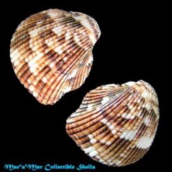 Americardia columba (Heilprin, 1886) - Imagem 2