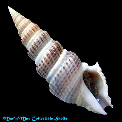 Clathrodrillia gibbosa (Born, 1778)