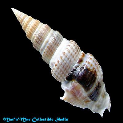 Clathrodrillia gibbosa (Born, 1778) - Image 2