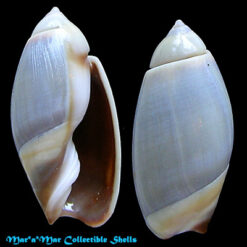 Olivancillaria contorduplicata (Reeve, 1850)