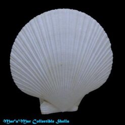 Chlamys lischkei (Dunker, 1850) - Imagem 2
