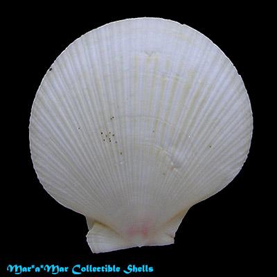 Chlamys lischkei (Dunker, 1850) - Imagem 2