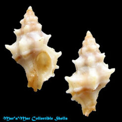 Attiliosa perplexa E.Vokes, 1999