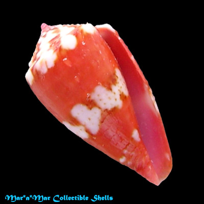 Conus pseudocardinalis Coltro, 2004