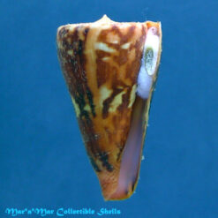Conus riosi Petuch, 1986