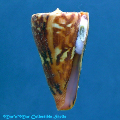 Conus riosi Petuch, 1986