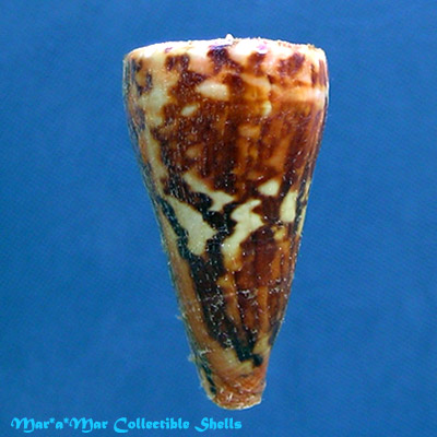 Conus riosi Petuch, 1986 - Imagem 2