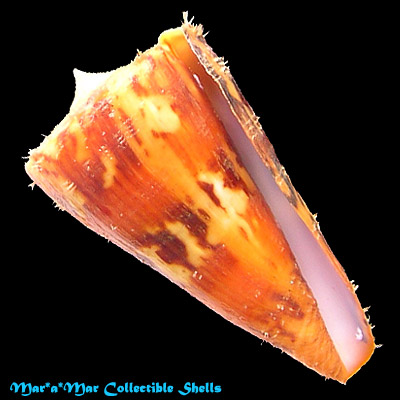 Conus riosi Petuch, 1986