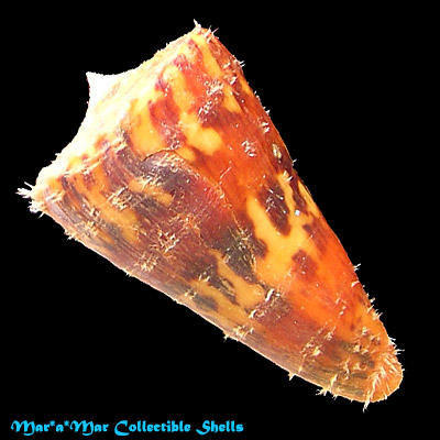 Conus riosi Petuch, 1986 - Image 2