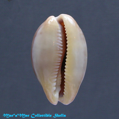 Cypraea (Luria) cinerea cinerea Gmelin, 1791