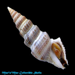 Clathrodrillia gibbosa (Born, 1778)