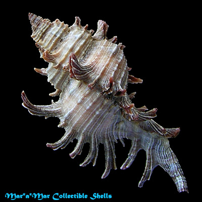 Chicoreus brevifrons (Lamarck, 1822) - Imagem 2