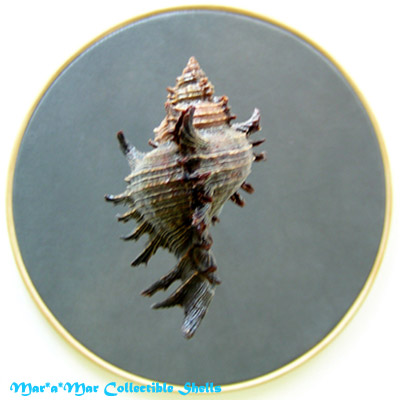 Chicoreus brevifrons (Lamarck, 1822) - Imagem 2
