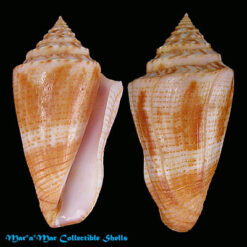 Conus ericmonnieri Petuch & Myers, 2014