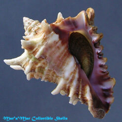 Vasum cassiforme (Kiener, 1841)