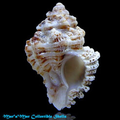 Favartia celullosa nuceos (Conrad, 1846)