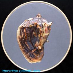 Melongena melongena (L., 1758) - Imagem 2