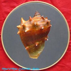 Melongena melongena (L., 1758) - Imagem 2