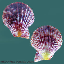 Chlamys multisquamata (Dunker, 1864)*