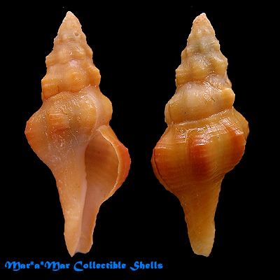 Pustulatirus ogum (Petuch, 1979)