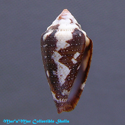 Tenorioconus curassaviensis Hwass, 1792