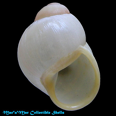 Austroborus lutescens (King & Broderip, 1832)