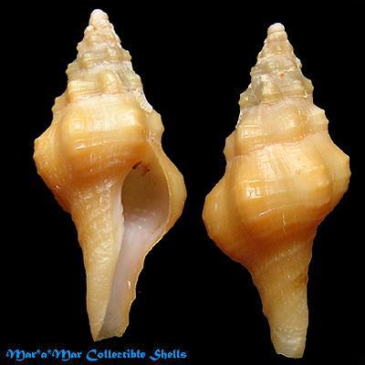 Pustulatirus ogum (Petuch, 1979) - Image 2