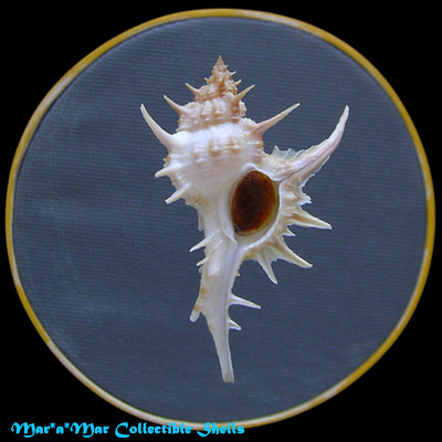 Chicoreus formosus (Sowerby, 1841)