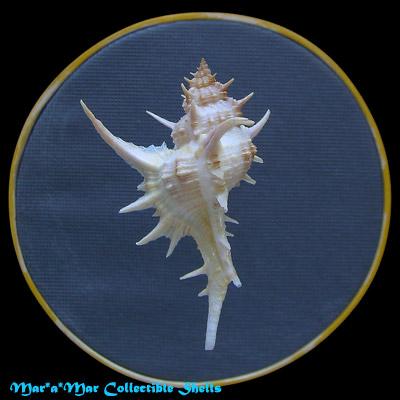 Chicoreus formosus (Sowerby, 1841) - Image 2
