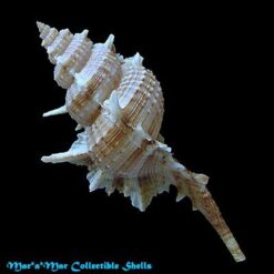 Alternative view of Chicoreus beauii Fischer and Bernardi,1857