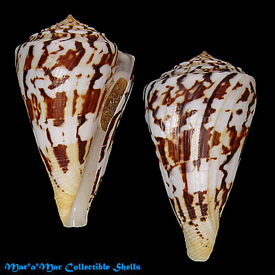 Conus centurio Born, 1778