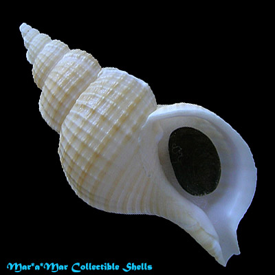 Fusitriton brasiliensis Cossignani & Cossignani, 2003