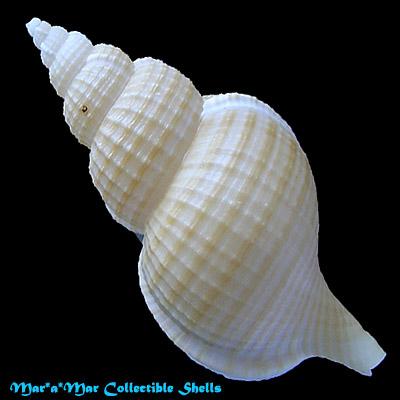 Fusitriton brasiliensis Cossignani & Cossignani, 2003 - Image 2