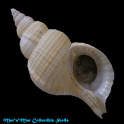Fusitriton brasiliensis Cossignani & Cossignani, 2003