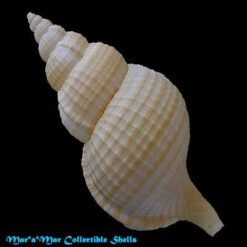 Fusitriton brasiliensis Cossignani & Cossignani, 2003 - Imagem 2