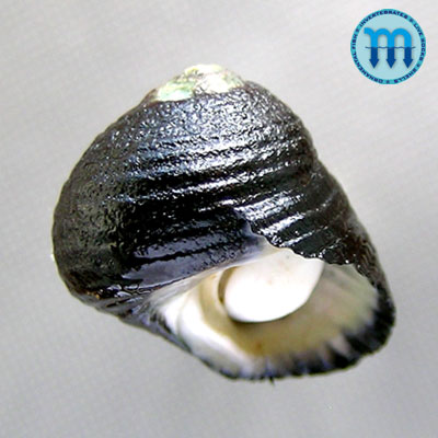 Diloma nigerrima (Gmelin, 1791)