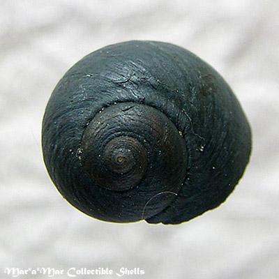 Diloma nigerrima (Gmelin, 1791) - Image 2