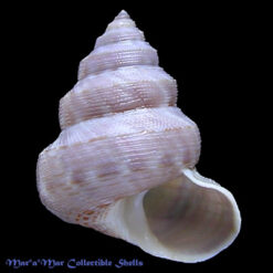 Calliostoma nordenskjordi Strebel, 1908